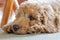 Adorable purebred mini poodle puppy seen laying on cool kitchen tiles while relaxing after exercise.