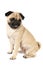 Adorable purebred pug dog sitting over white