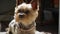 Adorable purebred yorkshire terrier sitting on balcony, looking around