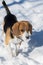 Adorable purebreed beagle puppy.