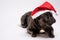 Adorable purebreed french bulldog wearing Santa Claus hat laying on white background looking to the right