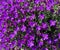 Adorable purple flowers blooming in spring