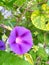 adorable purple periwinkle flower fully revealed itself