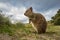 Adorable quokka kangaroo