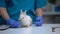 Adorable rabbit eating apple from vet hands, organic healthy food for pets