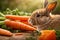 Adorable Rabbit Enjoying a Carrot Snack