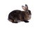 Adorable rabbit isolated on a white background