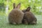 Adorable rabbits cuddly bunny looking at something sitting on green grass over bokeh nature background. Back off two baby brown