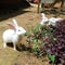 Adorable rabbits in the Garden