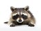 of adorable raccoon