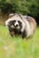 Adorable raccoon dog