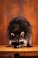 Adorable raccoon plays at brown textured background