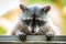 Adorable raccoon portrait close up furry pet