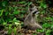 Adorable raccoon resting in the forest