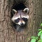 Adorable racoon popping out of a hole in a tree. Created using ai generative.