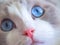 Adorable Ragdoll cat with big blue eyes.