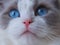 Adorable Ragdoll cat close up blue eyes.