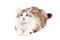 Adorable Ragdoll Cat Wearing a Sailor\'s Cap