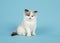 Adorable ragdoll kitten with blue eyes sitting on a blue background