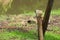 An adorable, rare white squirrel gnaws away at a long piece of bark, while hunched on top of a tree support log.