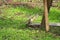 An adorable, rare white squirrel picks up a long piece of bark to gnaw on, while hunched on a fallen log.