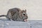 Adorable Rat at the Conowingo Dam