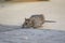 Adorable Rat at the Conowingo Dam
