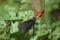 Adorable red and black butterfly polinating a flower garden