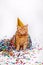 Adorable red british feline with confetti and a party hat