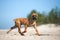 Adorable red cane corso puppy on a beach