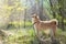 Adorable red dog Shiba Inu dog stands in the woods on a sunny summer day