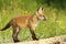 Adorable red fox cub