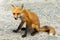 Adorable red fox juvenile sitting on a dirt road