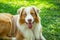 Adorable red merle blue eyes aussie Australian shepherd puppy dog lying in grass outside.