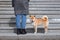 Adorable red Shiba Inu dog in a red collar standing on the steps of a stone staircase next to the owner on a sunny