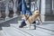 Adorable red Shiba Inu dog in a red collar standing on the steps of a stone staircase next to the owner on a sunny