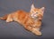 Adorable red solid maine coon kitten lying with relaxing look wi