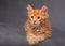 Adorable red solid maine coon kitten lying with relaxing look wi