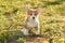 Adorable red-white colored Corgi puppy stand on green lawn around yellow flowers. Small, wooly pet walk on shiny day.