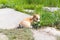 Adorable Rembroke Welsh Corgi puppy sitting in green grass at sunny day. Herding dog, pet background.