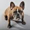 Adorable Reverse Brindle Male French Bulldog