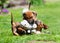 Adorable Rhodesian Ridgeback puppies playing
