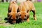 Adorable Rhodesian Ridgeback puppies playing