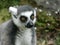 Adorable Ring-tailed lemur with brown eyes in the zoo