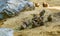 Adorable rodent animal family portrait of a group of small cute prairie dogs eating together in a sandy landscape