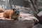 An adorable rodent lying on its rock on the zoo