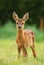 Adorable roe deer fawn