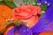 Adorable rose in bouquet closeup