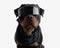 adorable rottweiler dog with cool sunglasses sitting and looking forward
