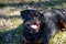 Adorable Rottweiler lying on the green grass in a park